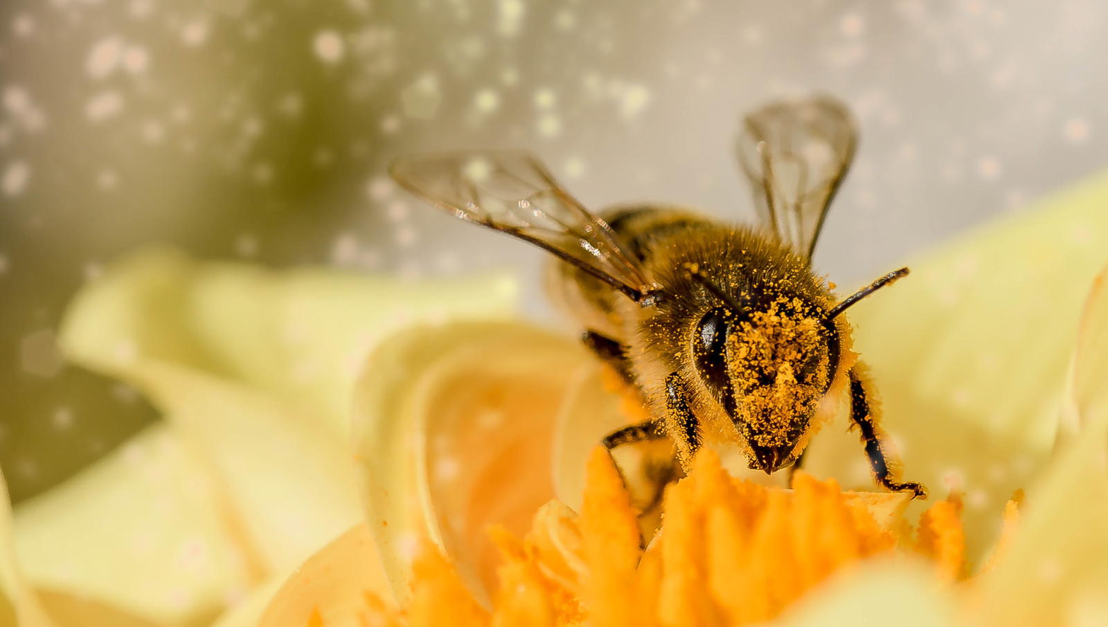 Propolis Die Heilkraft aus dem Bienenstock Dokumenttation